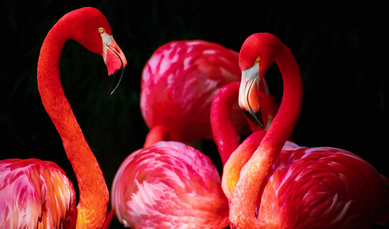 free, красные, красивые, photos, images, фламинго, фоны, птицы, pixabay