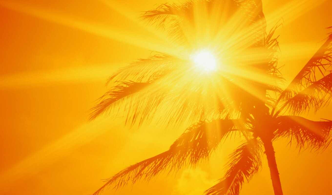 summer, sun, beach, orange, ray, coconut