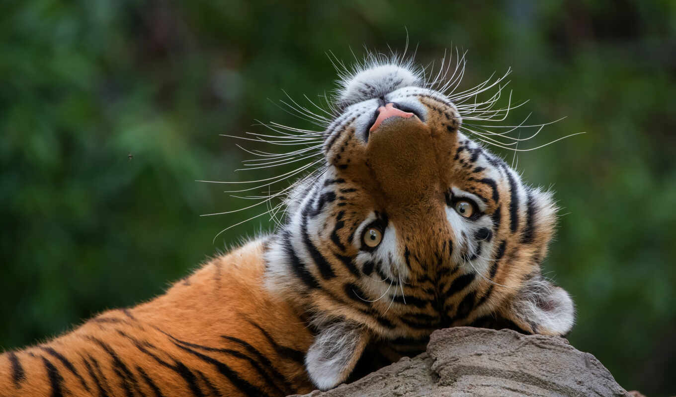 tiger, analysis