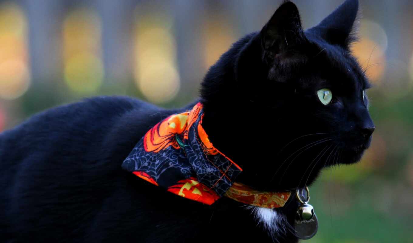 фото, black, картинка, best, кот, красивый, loaded, уж
