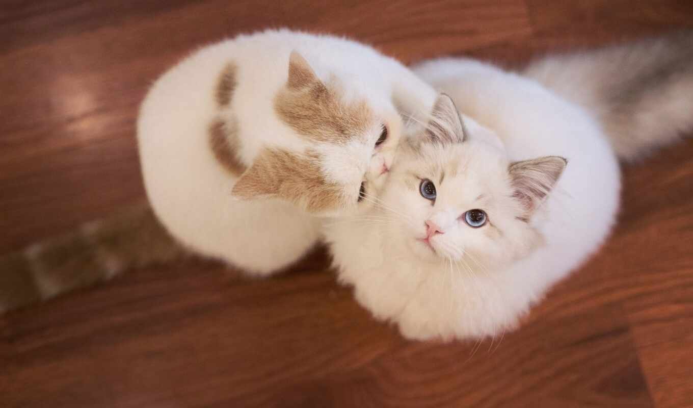 mac, взгляд, white, пара, кот, cute, top, котенок, два, пушистый, pet