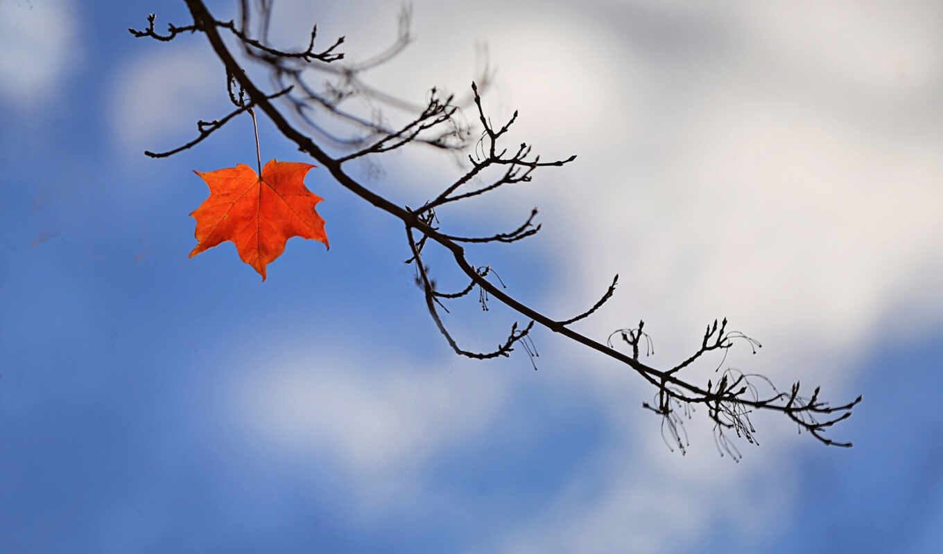 sheet, autumn, branch, maple, klit