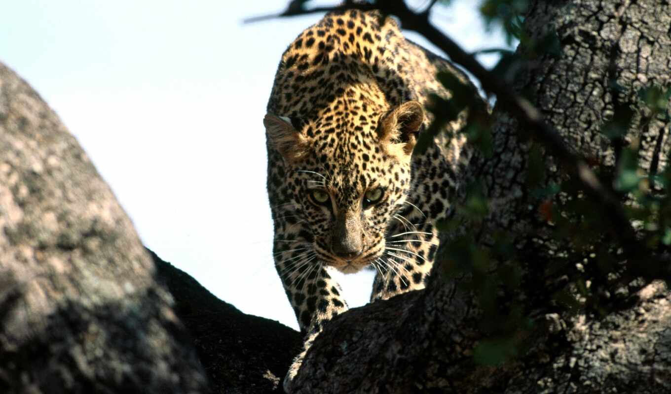 view, tree, leopard, hunting, krastis