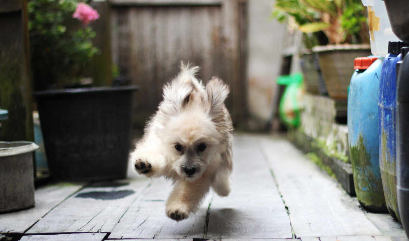 dog, jump