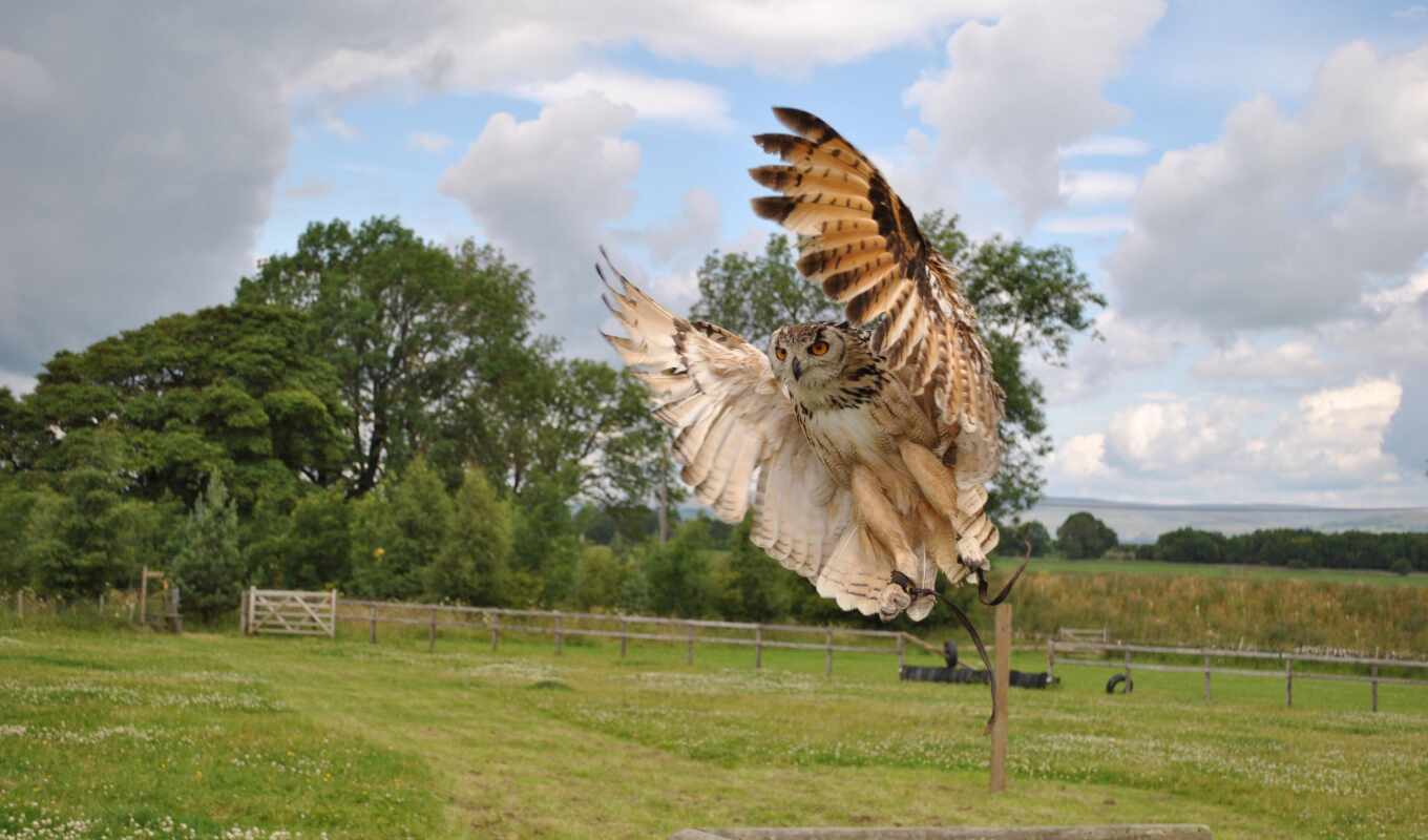 ,, сова, белая сова, great horned owl, сипуха, eurasian eagle-owl,, хищная птица