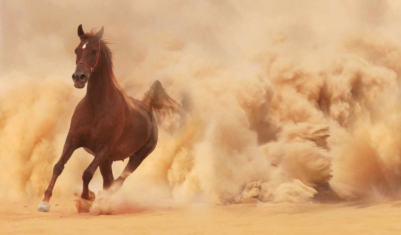 бежит, кон, песок, лошадь, бег, пыль
