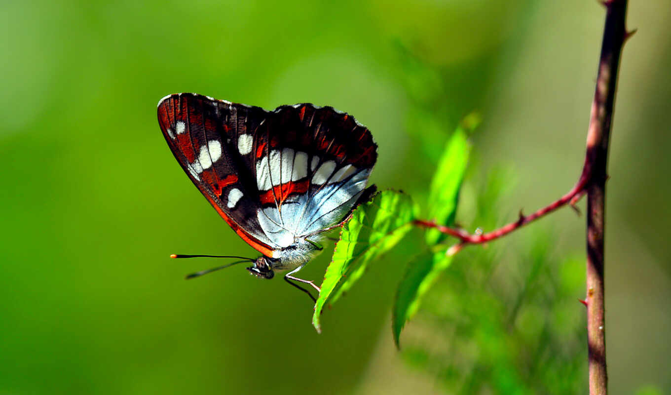 beautiful, beautiful, butterfly, photos, positive, butterflies, butterflies, butterflies, today, let's recharge