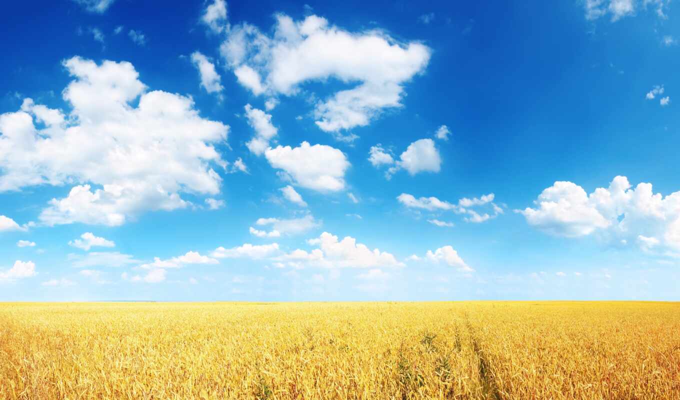 небо, blue, summer, дерево, поле, серьги, облако, star, rye, пшеница, stokovyi
