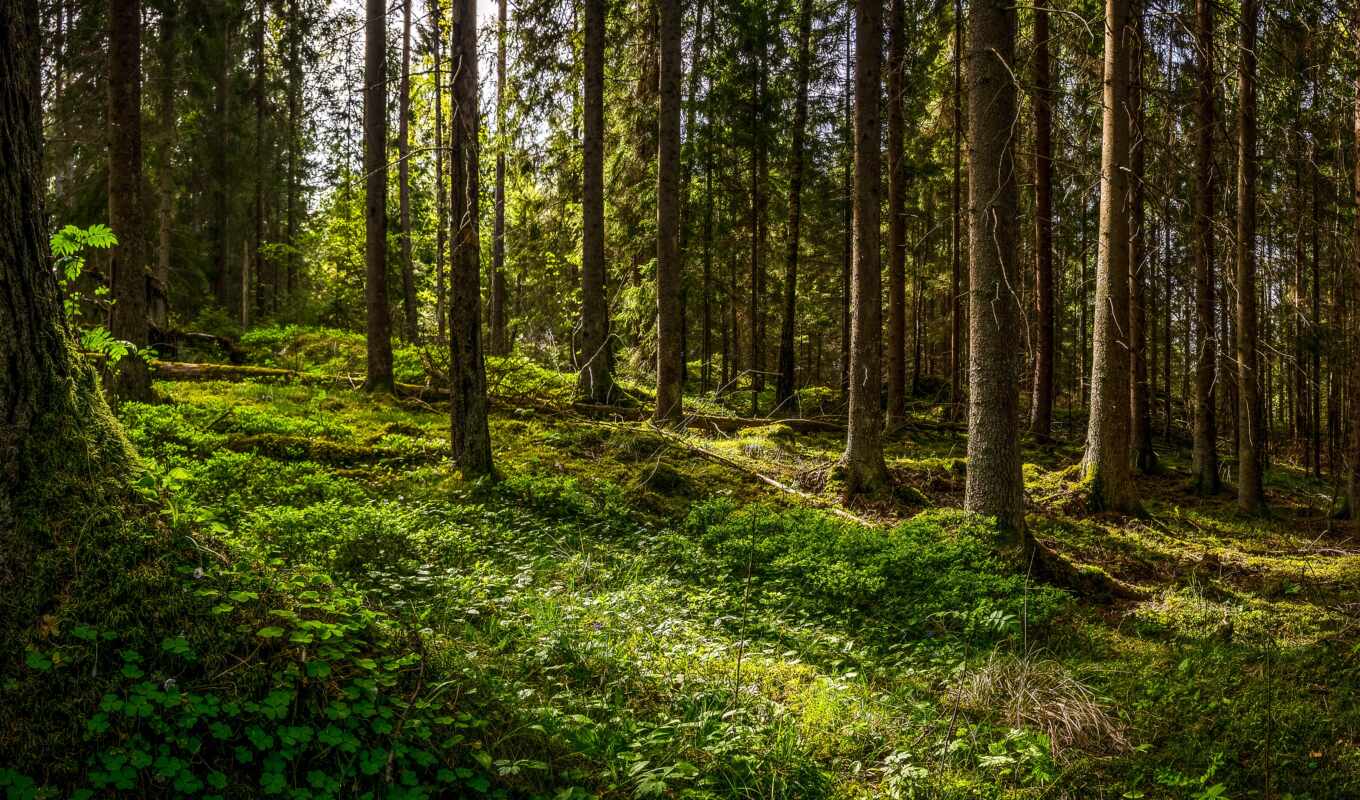 природа, закат, landscape, natural