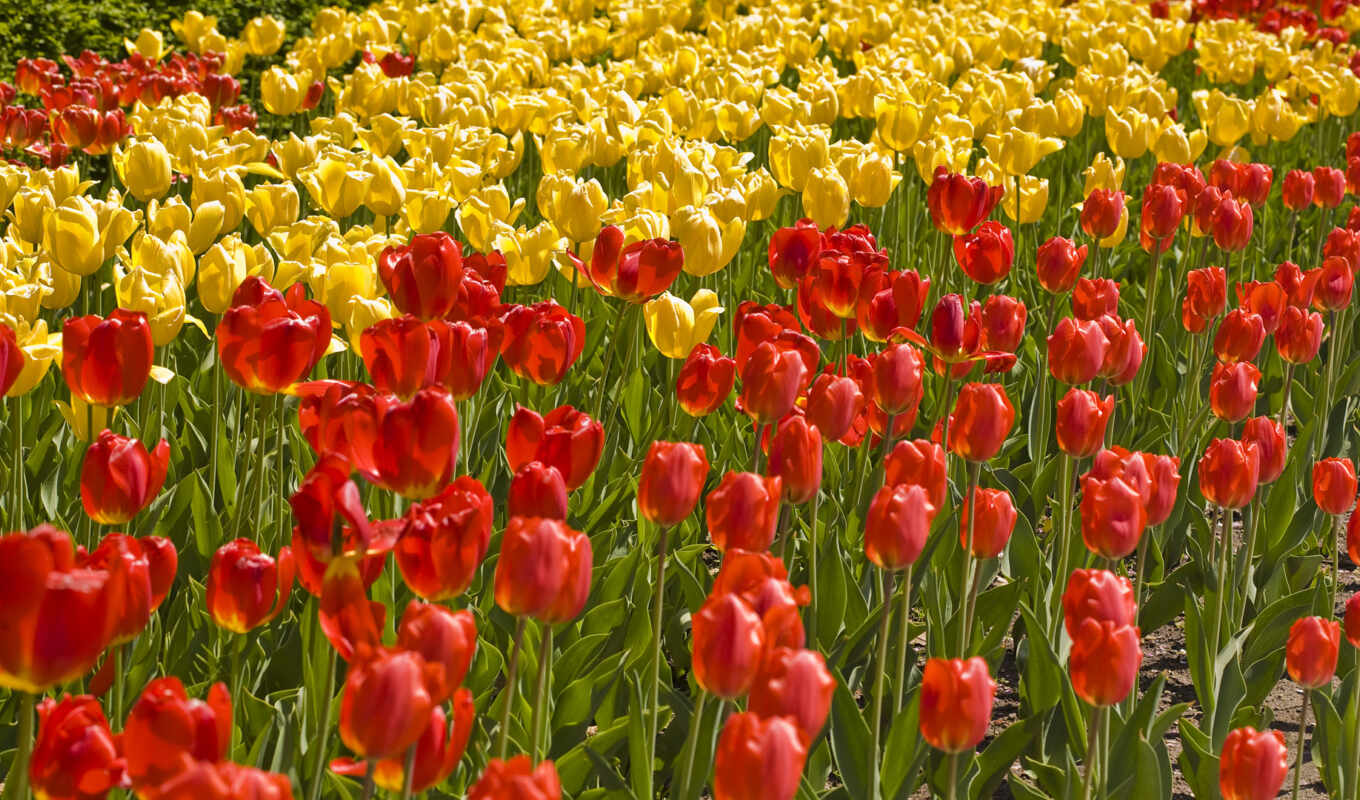 цветы, поле, yellow, тюльпан