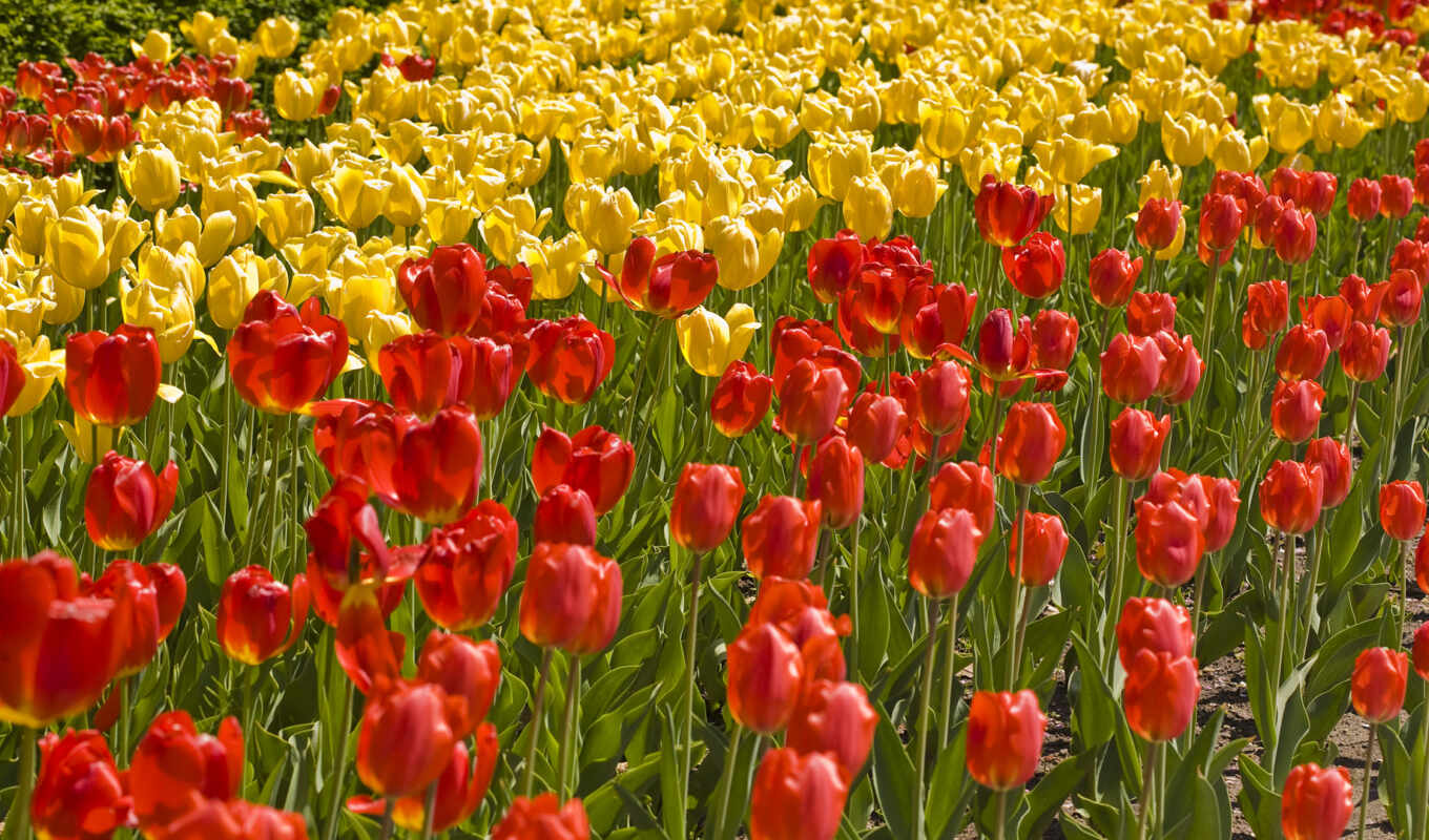 flowers, field, yellow, tulip