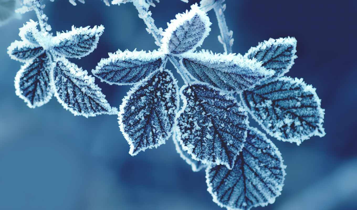 frost, pattern, utroza