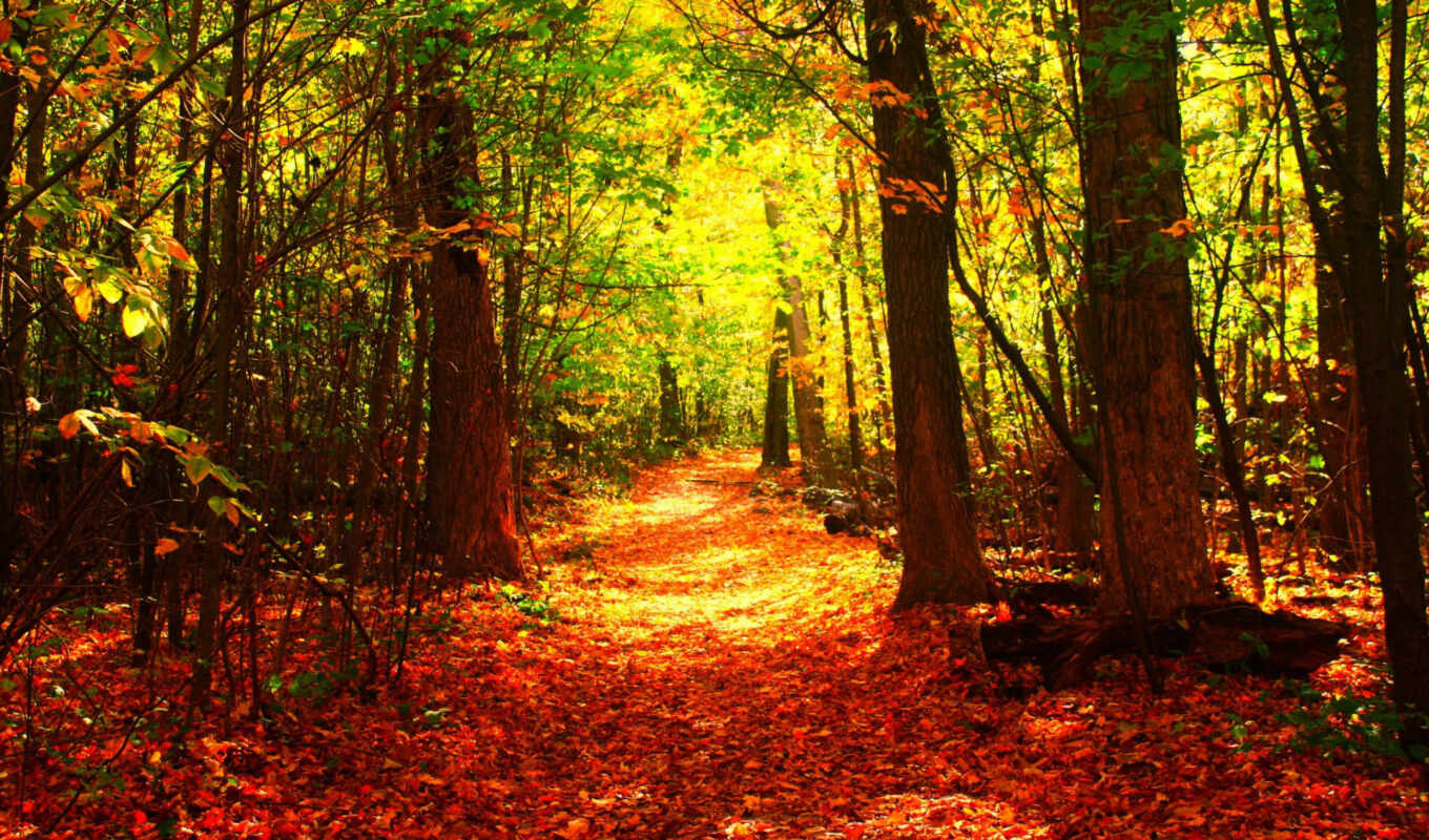 природа, desktop, картинка, дерево, года, осень, оранжевый, leaf, времена, деревя