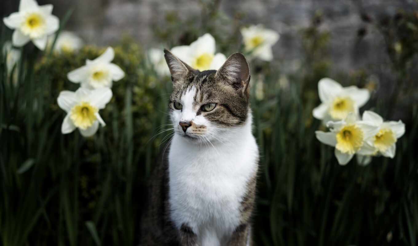 flowers, cat, spring