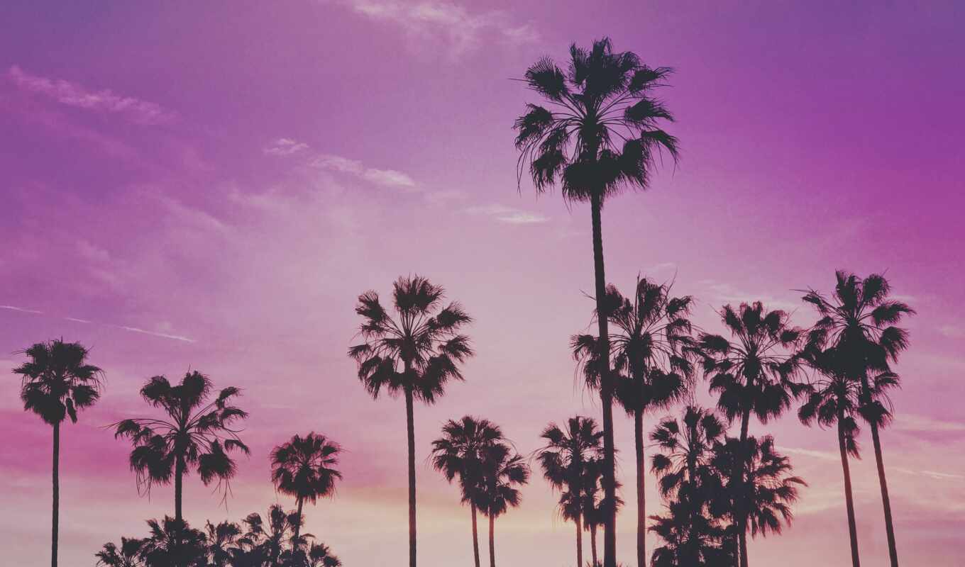 tree, sunset, palm