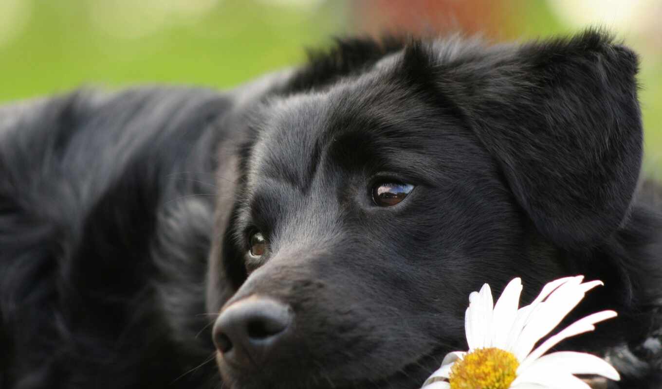 собака, щенок, labrador, animal, retriever