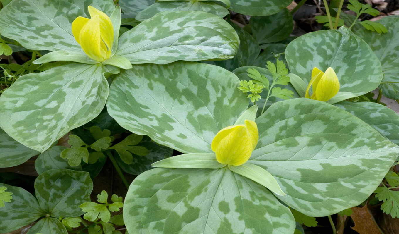 nature, wallpapers, and, flowers, yellow, flores, trillium