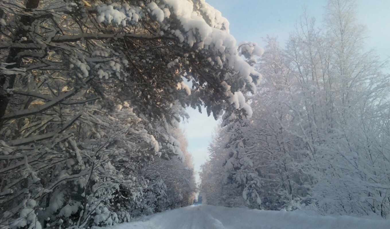 nature, category, completely, winter, forest, road, forest, in winter