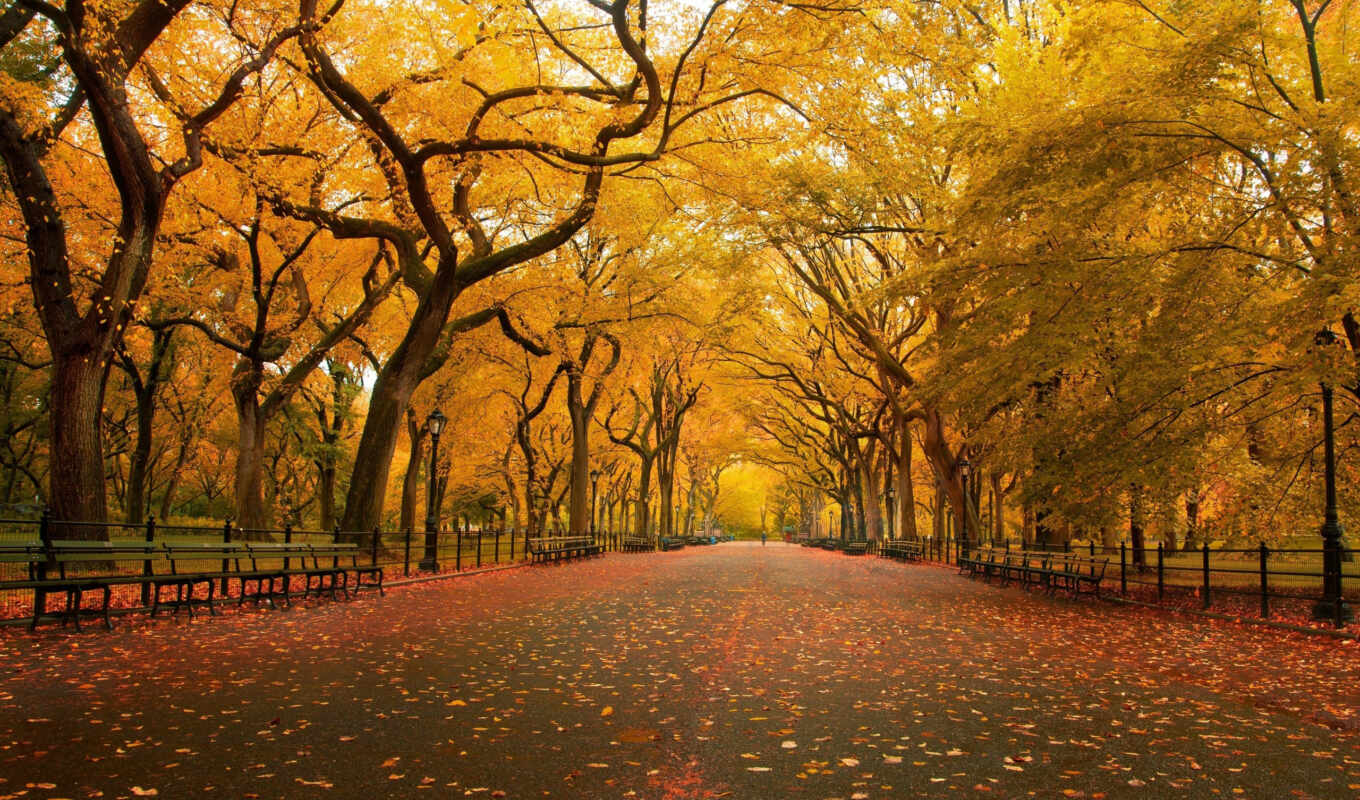 природа, высоком, осень, листва, park, trees