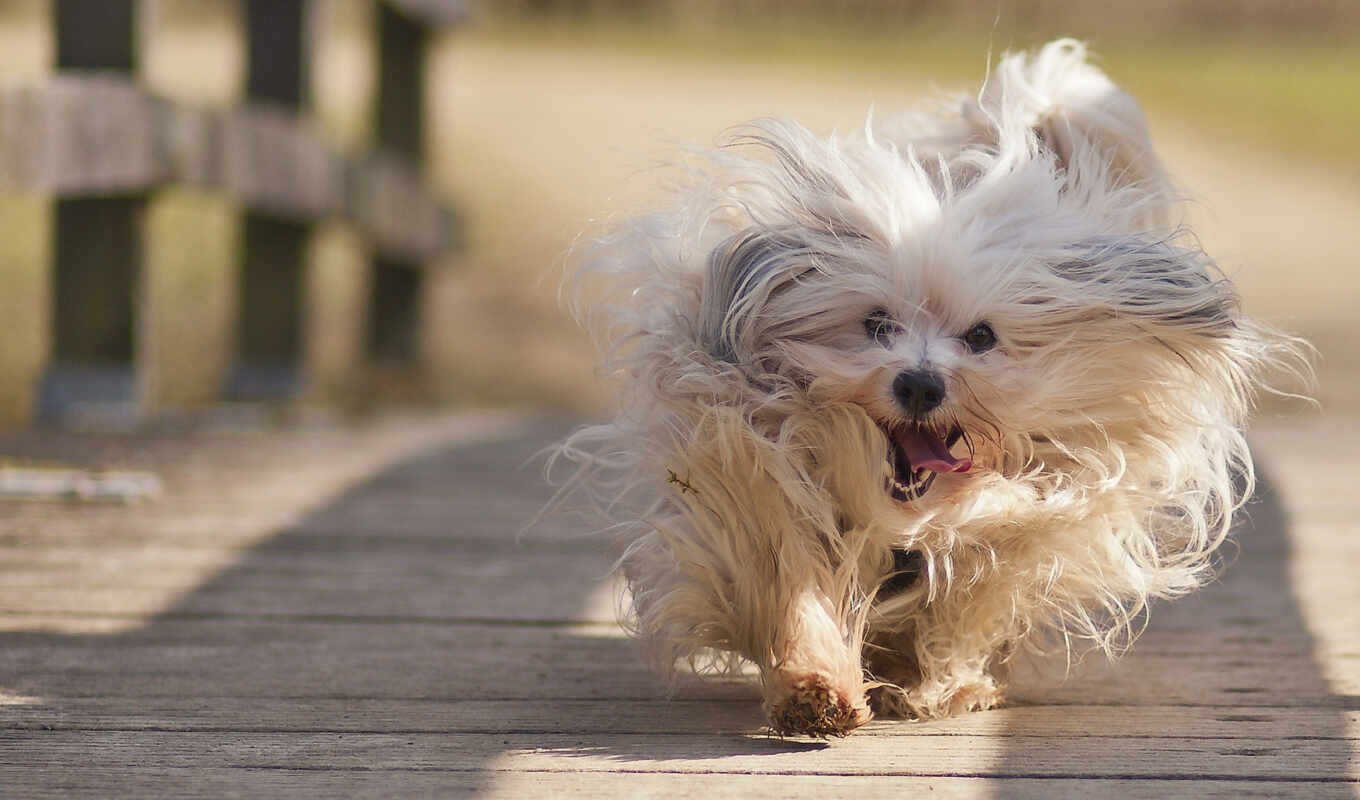 dog, dogs, animals, funny, shooting, traffic, zhivotnye, havana, bichon