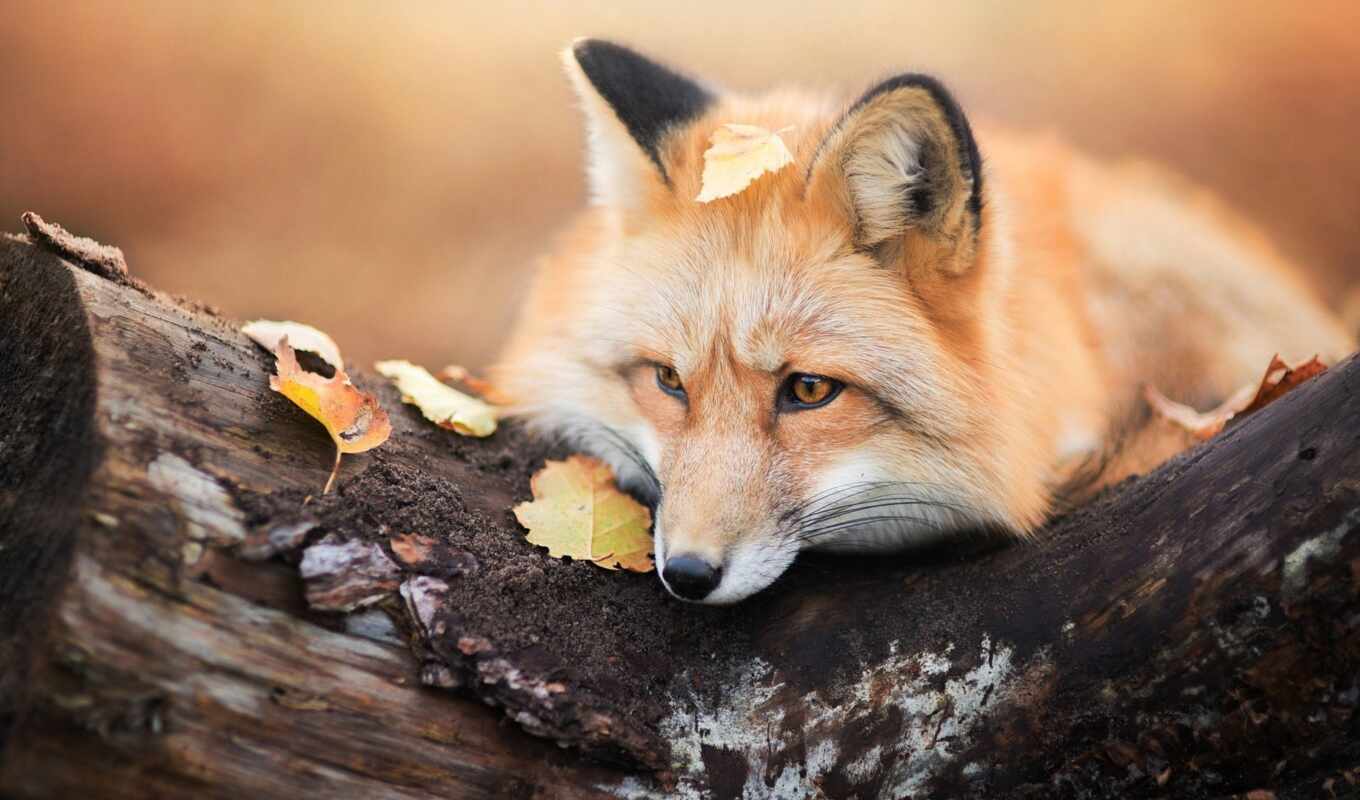 tree, fox, share, autumn, foliage, animal, card, hunting, subscribe