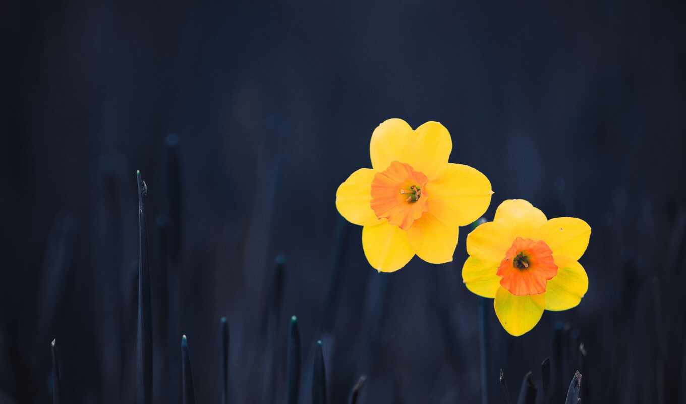 flowers, An, yellow, pretty, upload, choose, tone, permission, necessary, daffodil