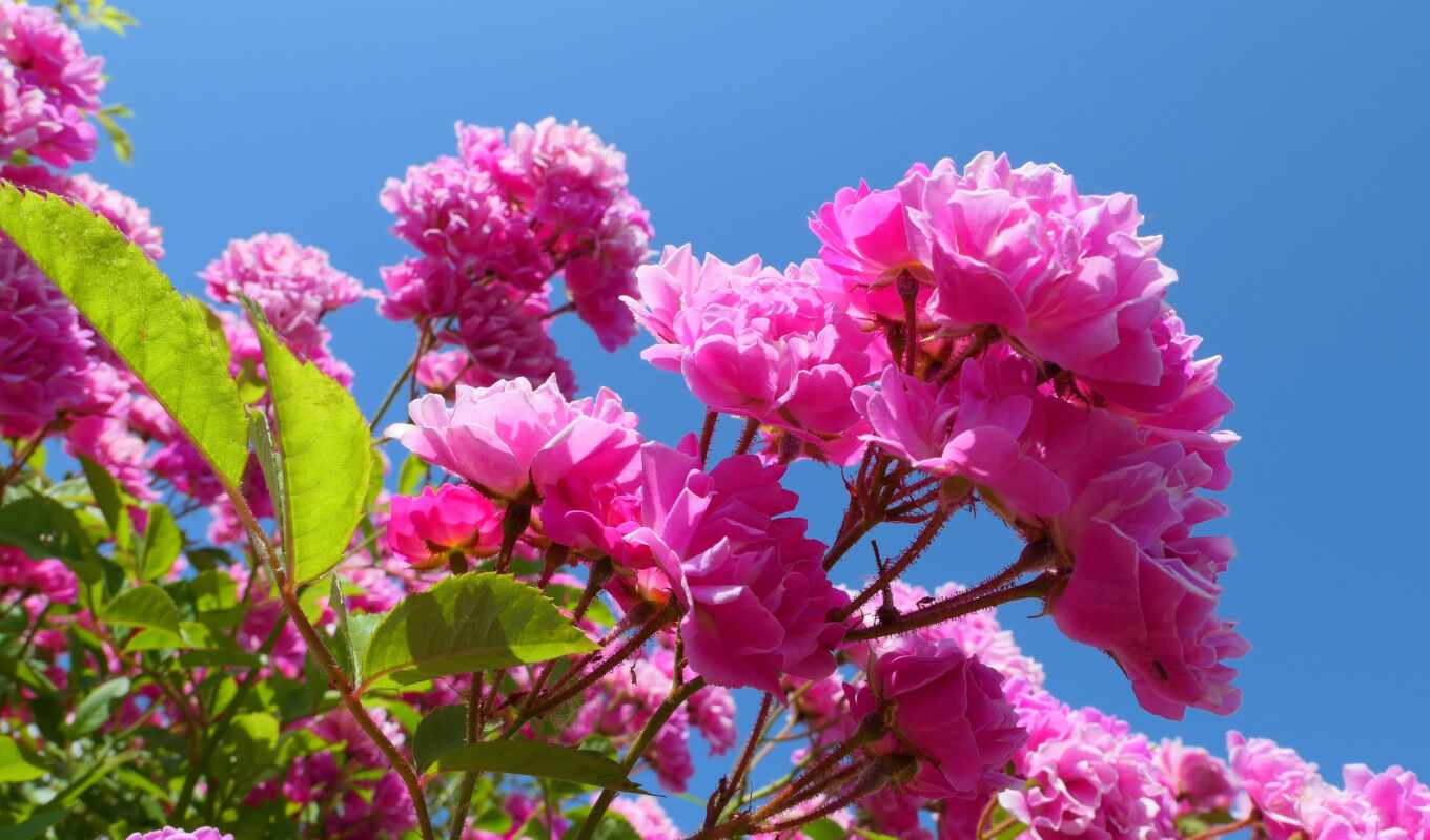 цветы, bild, liebe, schöne, freitag, morgen, pixabay, гутен, wochenende, angenehmes