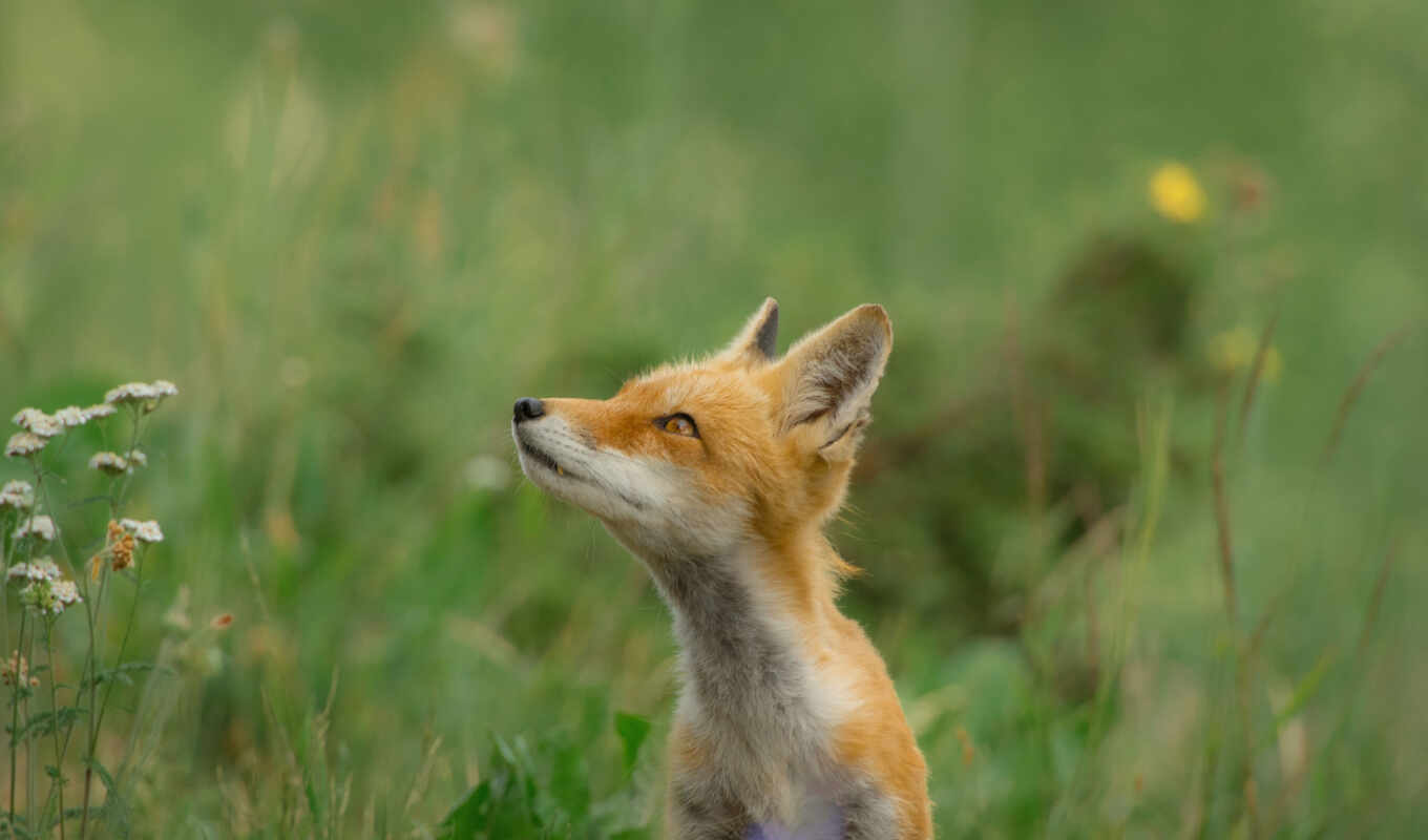 nature, fox, wild, sound, fendoma