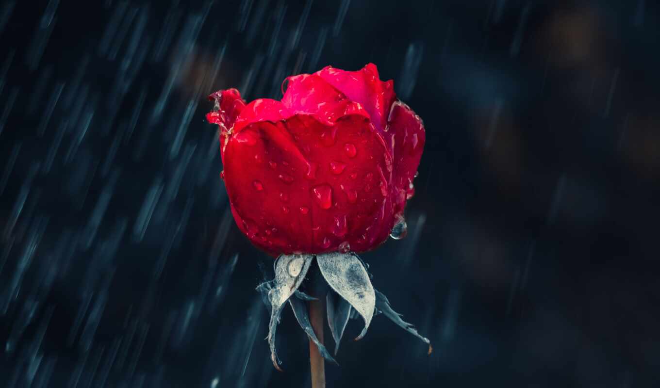 цветы, роза, дождь, red, взлёт