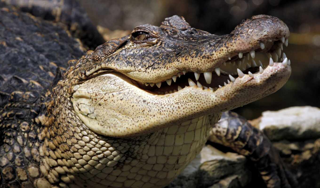 gallery, крокодил, морда, animal, reptile, dangerous, зуб, аллигатор, rare