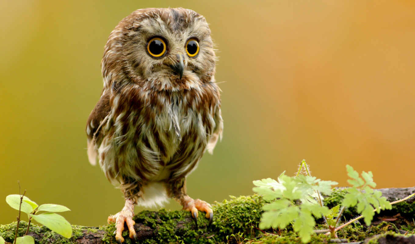 owl, cute, bird, animal