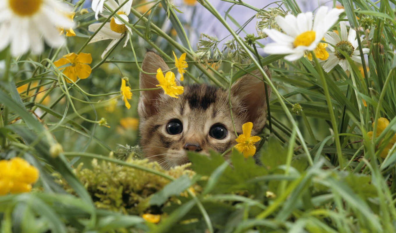 flowers, grass, cat, cute, kitty, animal, kitty