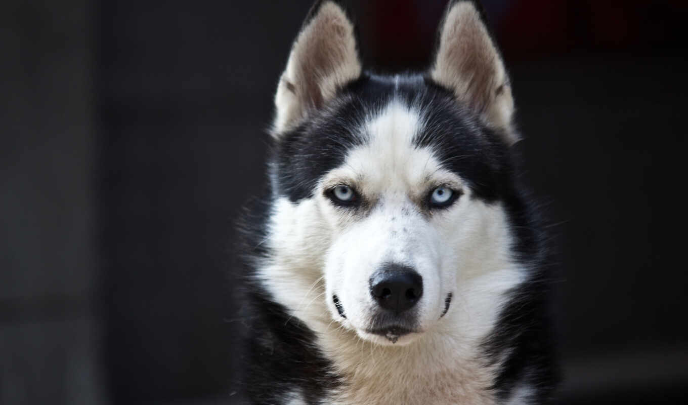 dog, puppy, muzzle, a mammal, Siberian Haski, sahalin haski, big guy, alaskan malamute, drive dog, kanadi eskimo dog