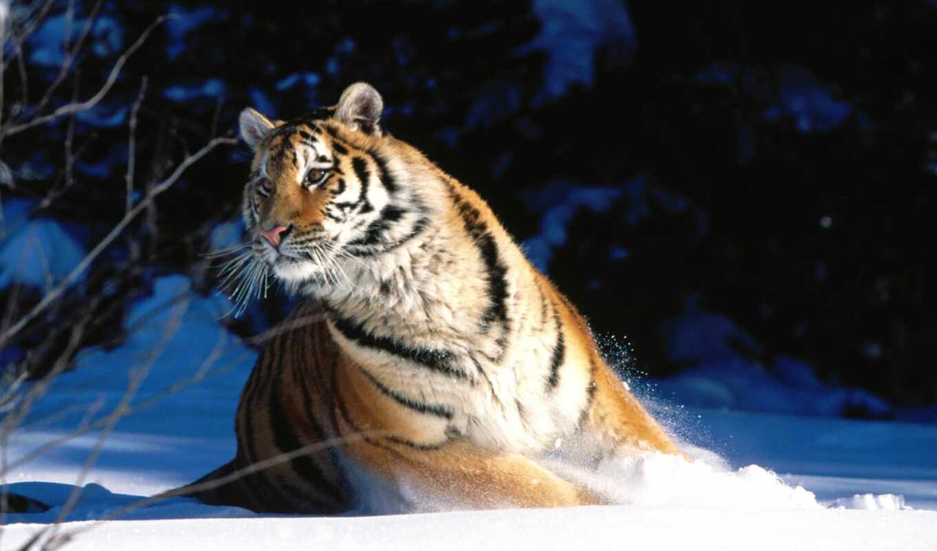 snow, tiger, tigers, snow, zhivotnye, ussuri
