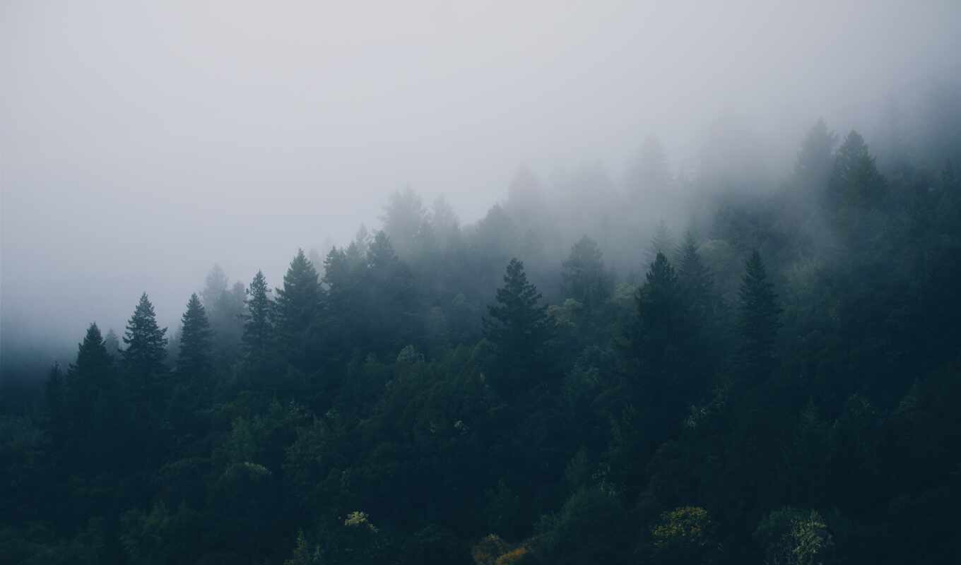 озеро, лес, осень, trees, туман