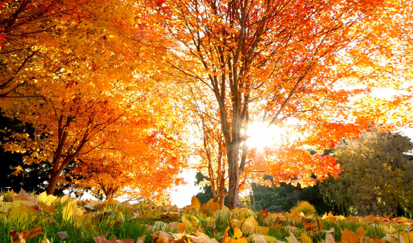 природа, красивые, осень, листва, золотая, осенние, trees, места, кленовые