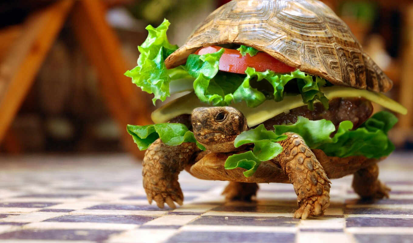 черепаха, морская, burger, гамбургер