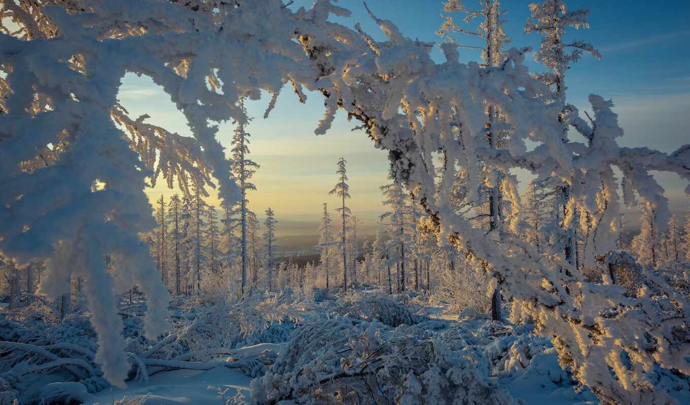 природа, дерево, иней, снег, winter, лес, россия, branch, drift, якутия, нерюнгри