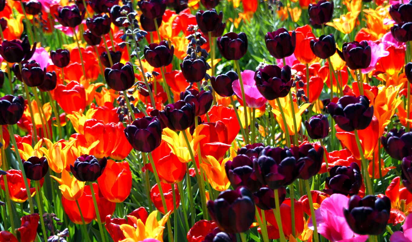 цветы, картинка, всегда, see, garden, яркий, тюльпан, product, modular