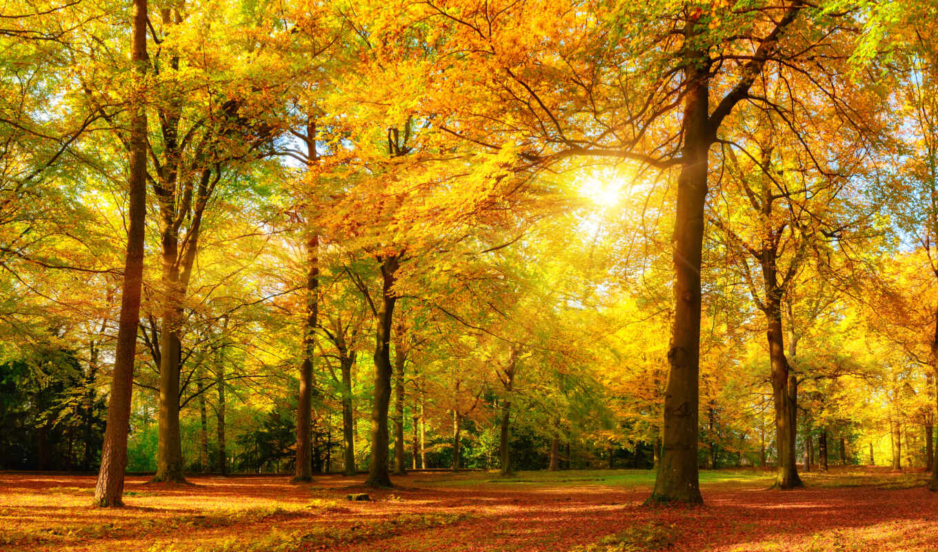 дерево, осень, фотообои, classpic