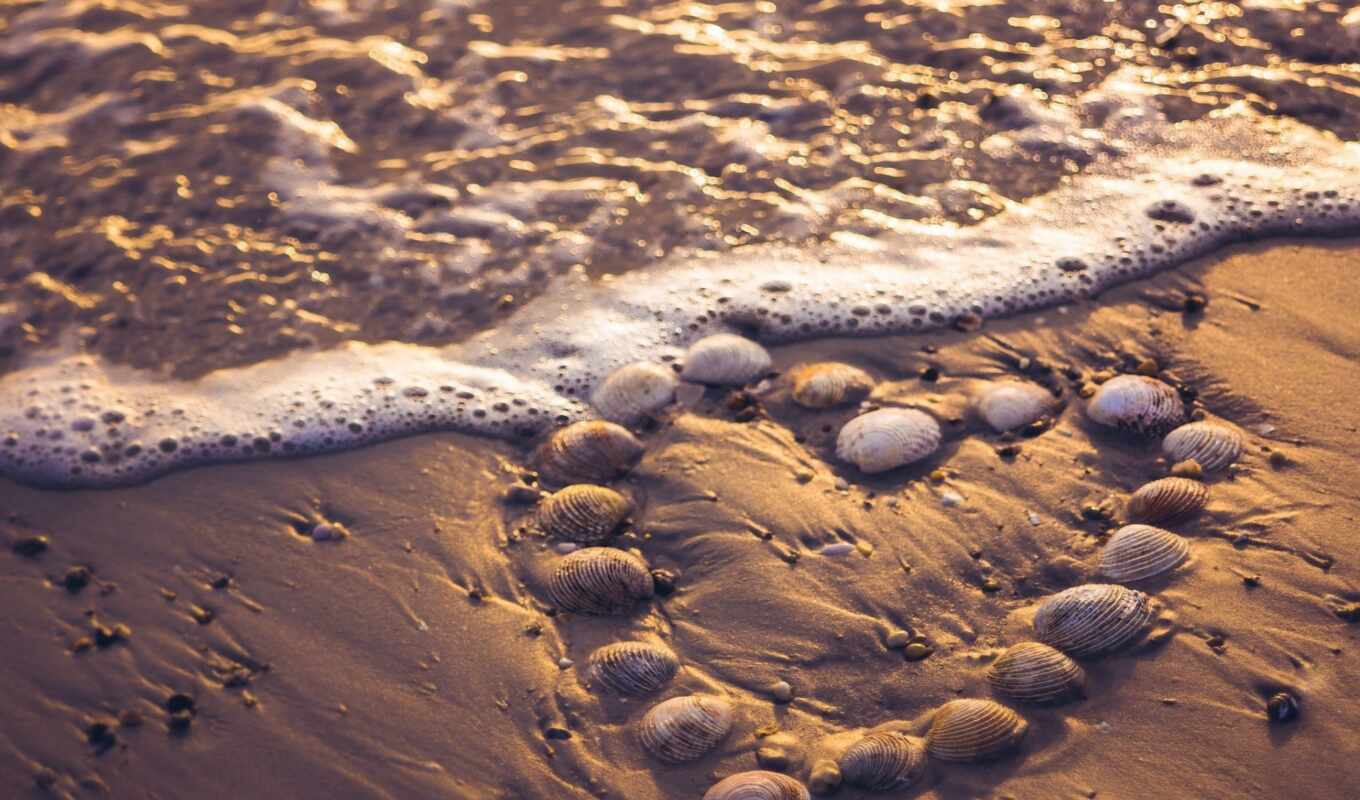 песок, собака, сердце, au, strand, stein, seashell
