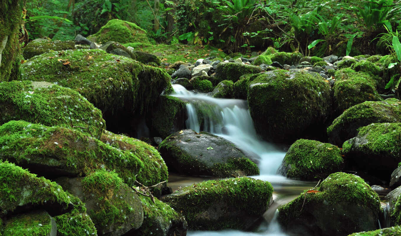 зелёный, лес, водопад, ручей, камни