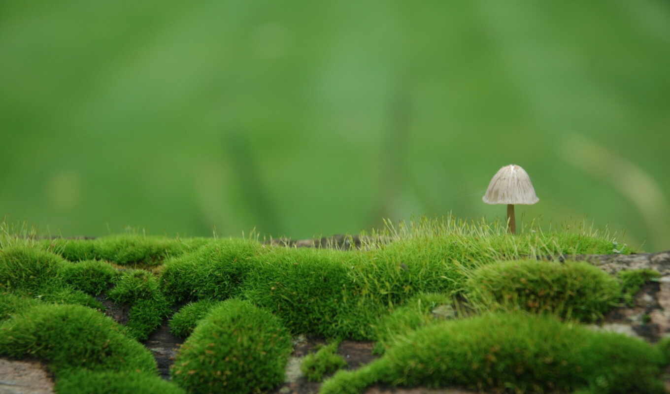 nature, view, green, moss, mushroom, blur