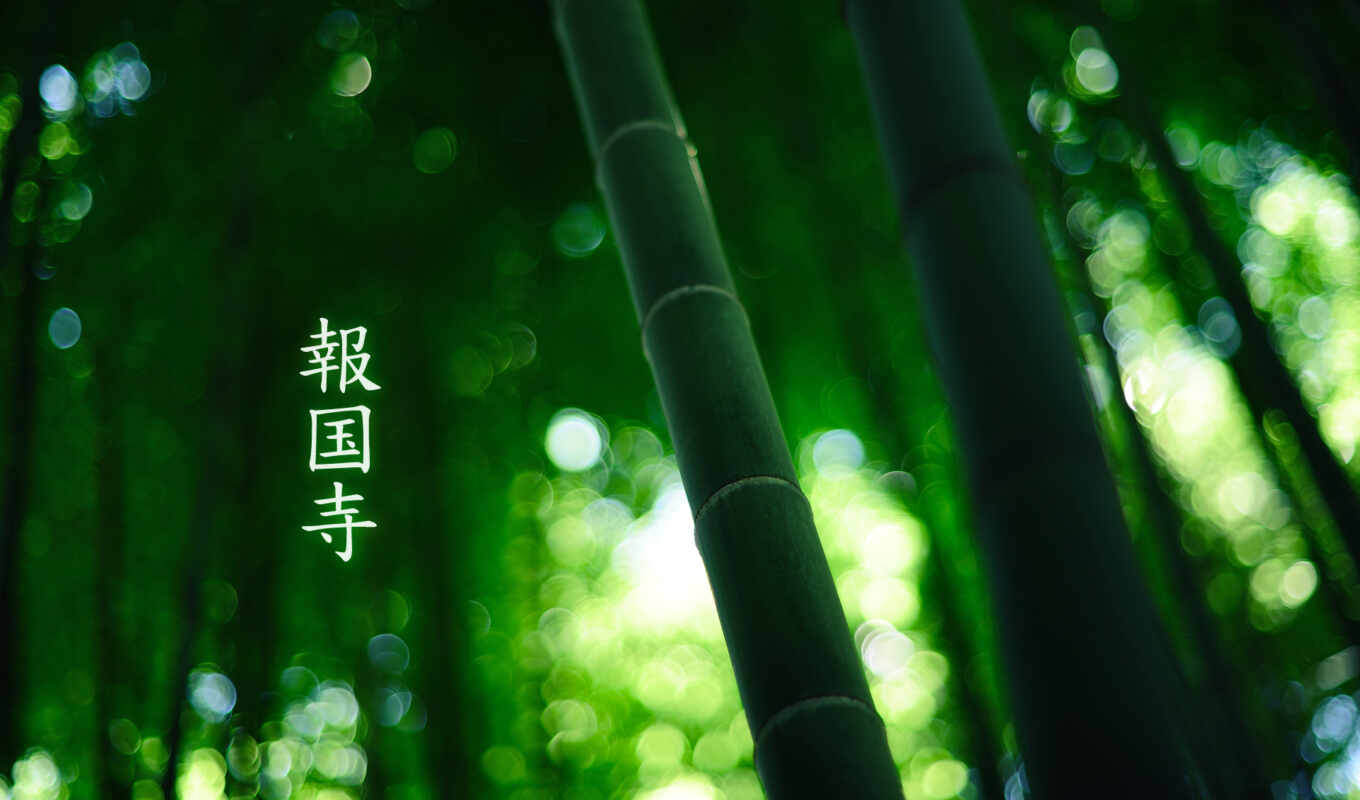 зелёный, лес, бамбук, colour, горящие, иероглифы