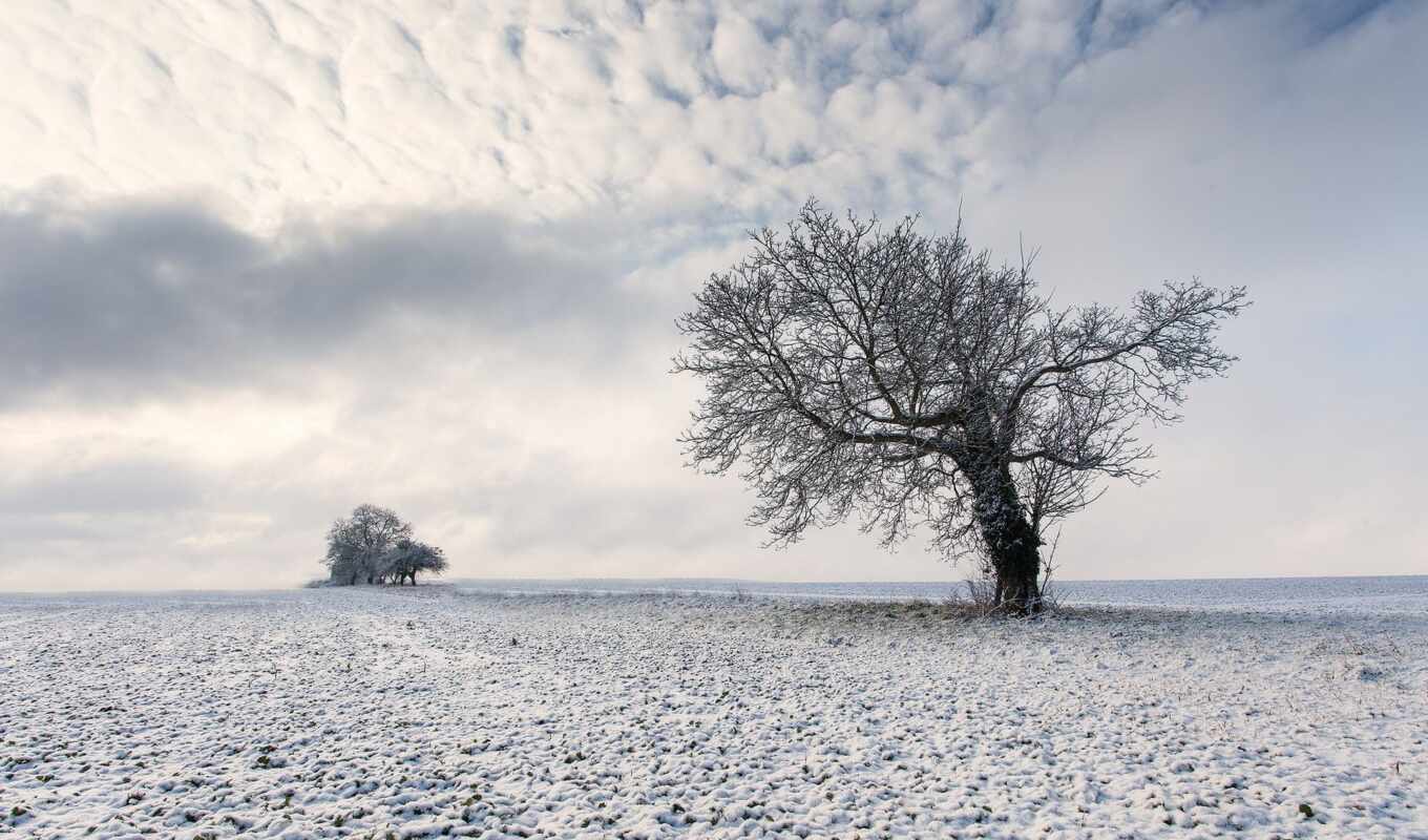 природа, небо, дерево, снег, winter, поле, landscape, trees