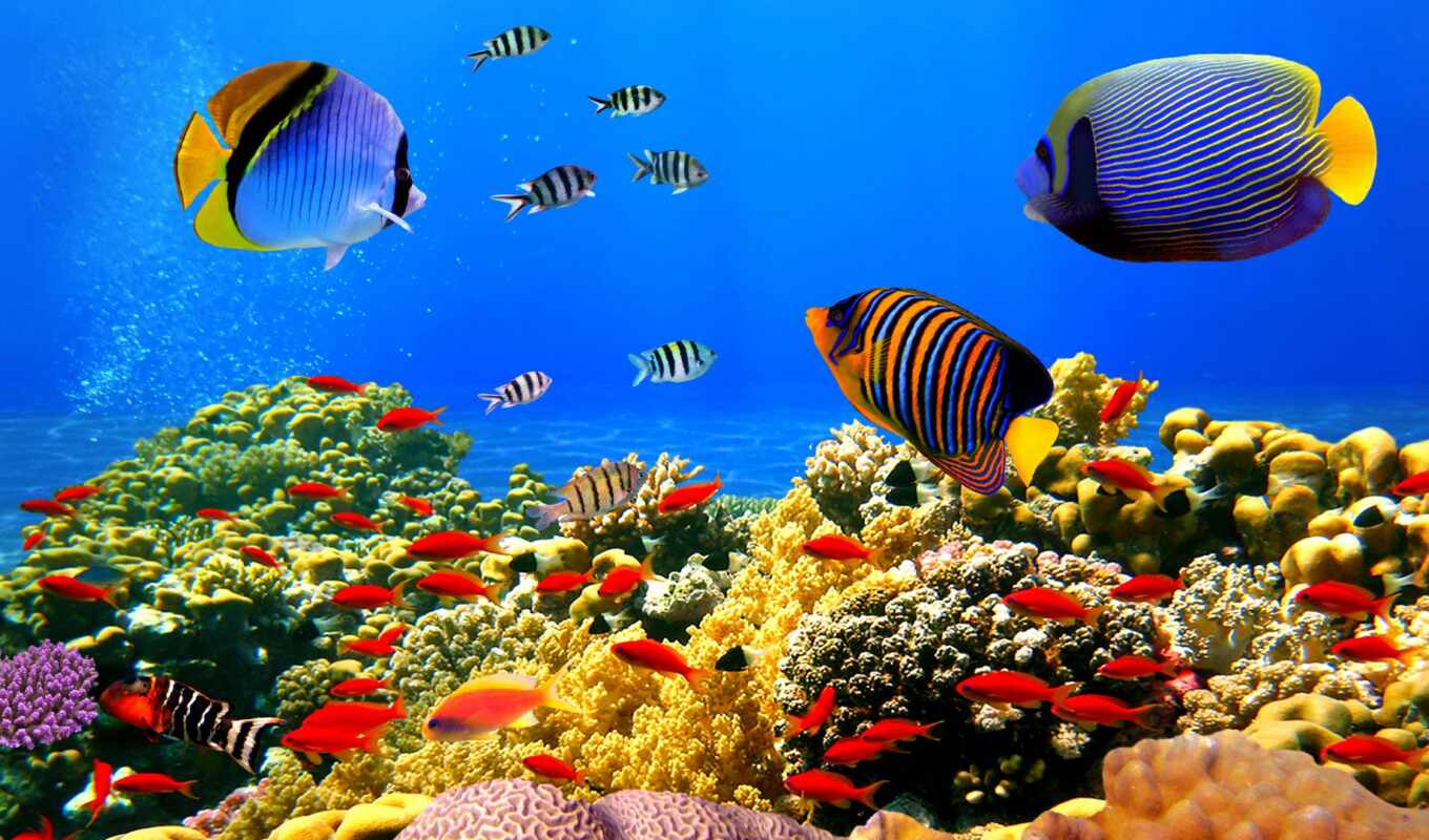 nature, images, sea, world, buy, fish, underwater, underwater, rub, photo wallpapers, biglion