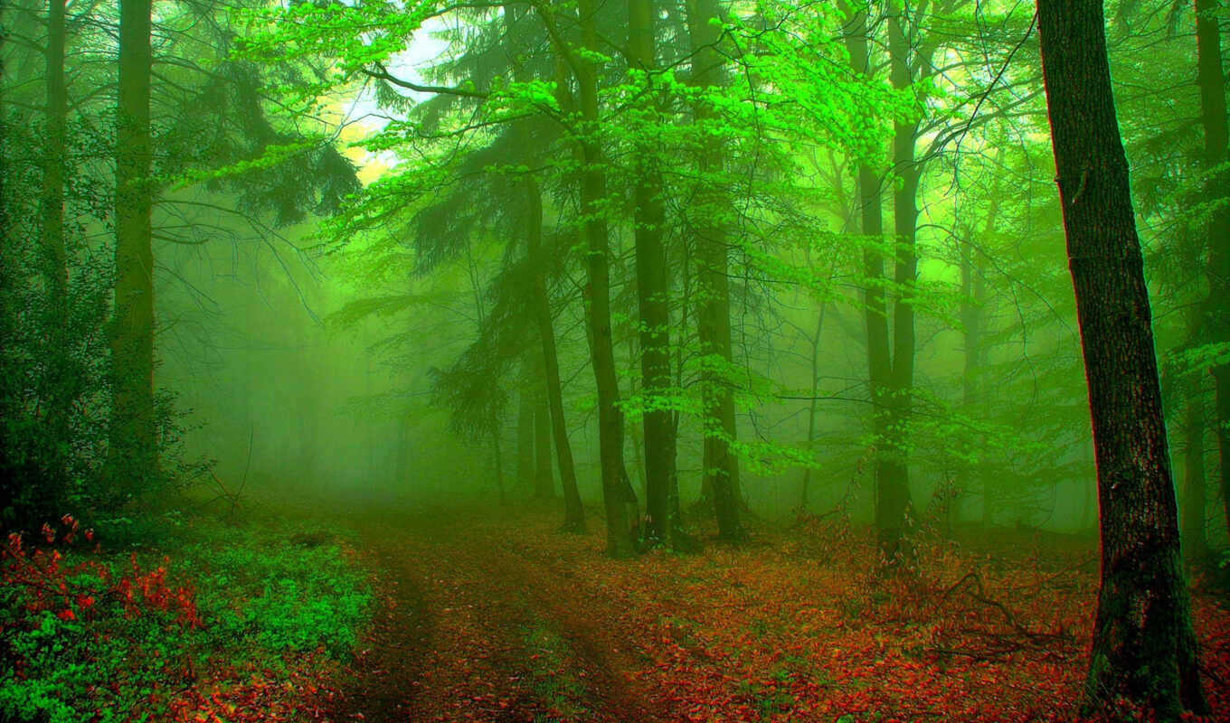 природа, пейзажи -, красивые, лес, дорога, trees, туман, тропинка, грунтовая, листьями, уходящая
