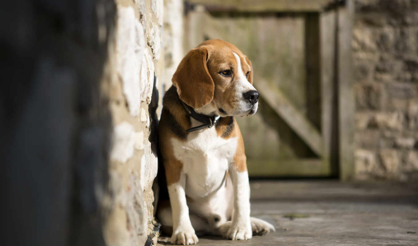 the most, beautiful, dog, the world, dogs, dogs, beagle, nature