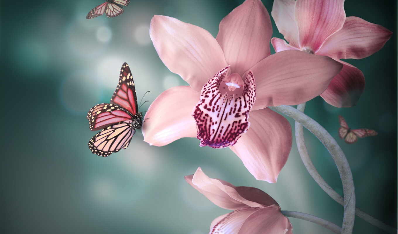 лепестки, бабочка, розовые, орхидея, орхидеи, cvety