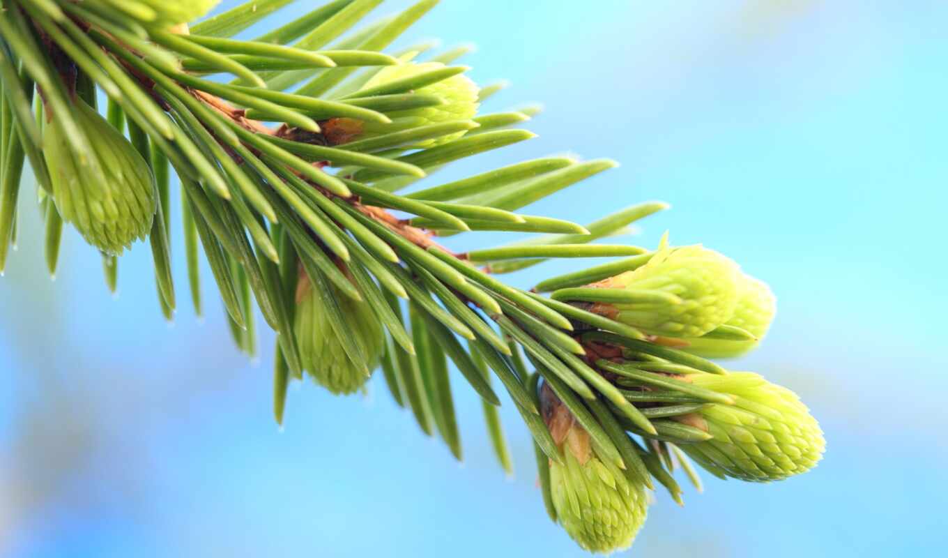 дерево, fir, branch, vision, pine, life, permission, bump